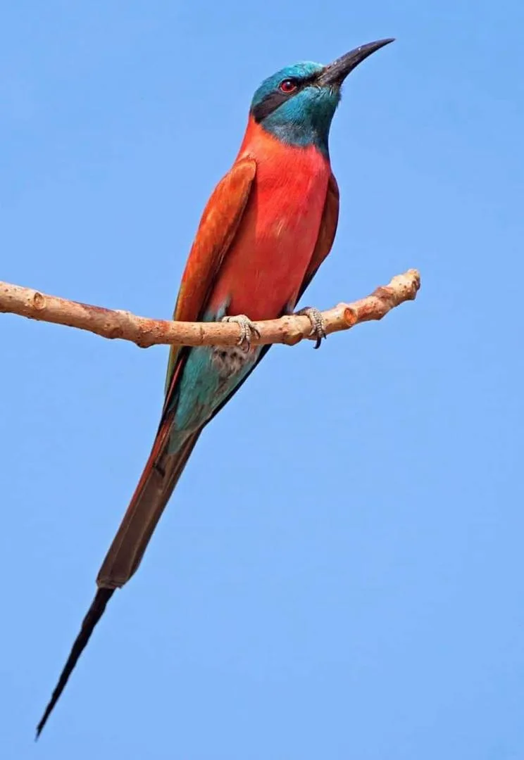 A Northern Carmine Bee-eater, one of the vivid species found on Yaya's Gambia birding tours