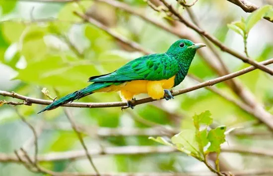An African Emerald Cuckoo in the forest at Ankasa