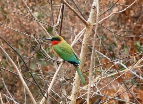 A Red-throated Bee-eater perched on a bare branch in Mole National Park