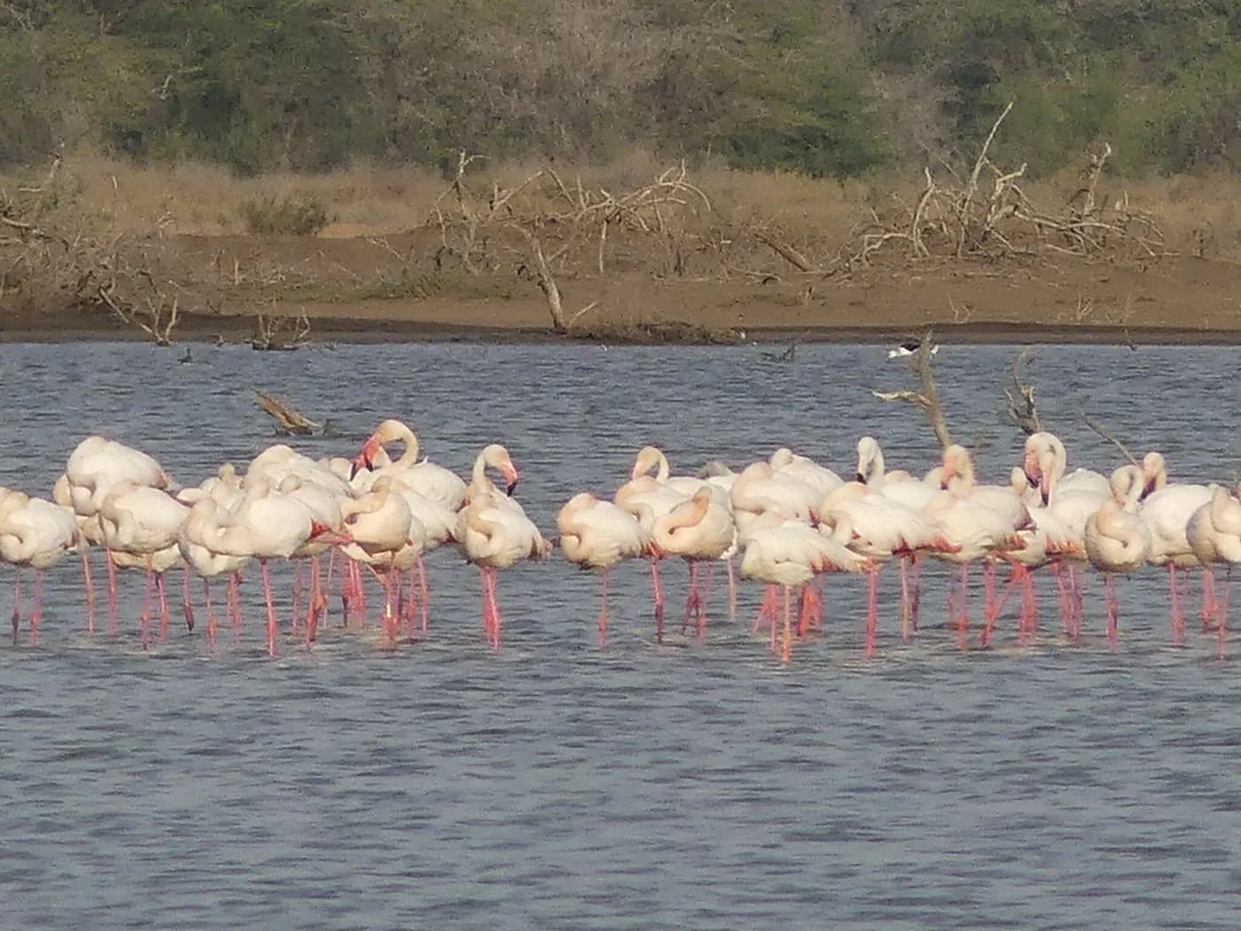 Greater Flamingos resting in shallow water at Djoudj National Bird Sanctuary