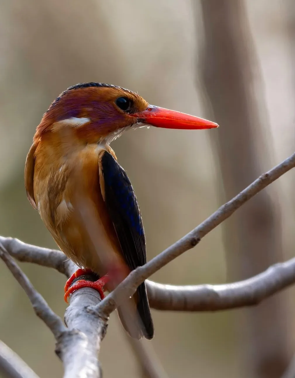 African Pygmy Kingfisher