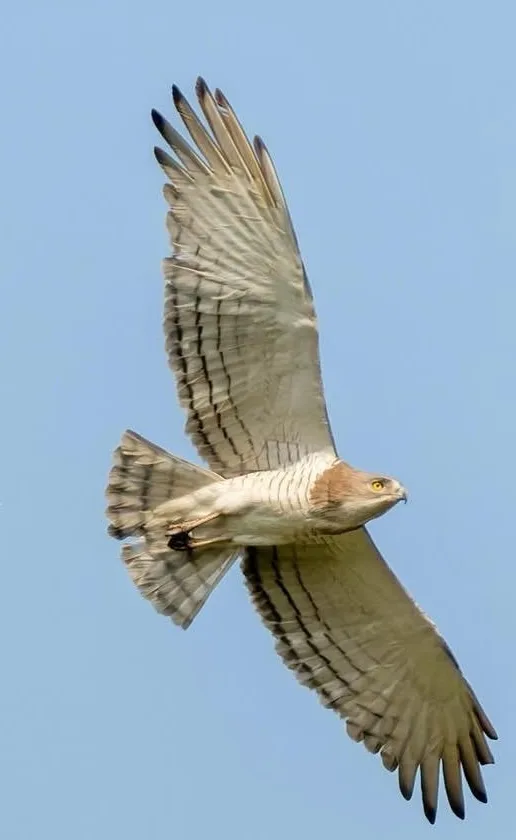 Beaudouin's Snake Eagle