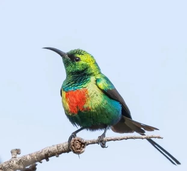 Beautiful Sunbird