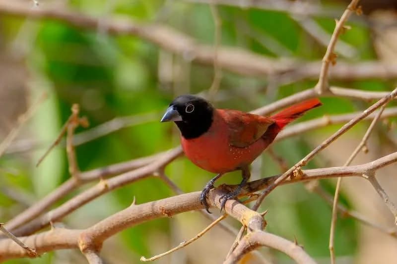 Black-faced Firefinch