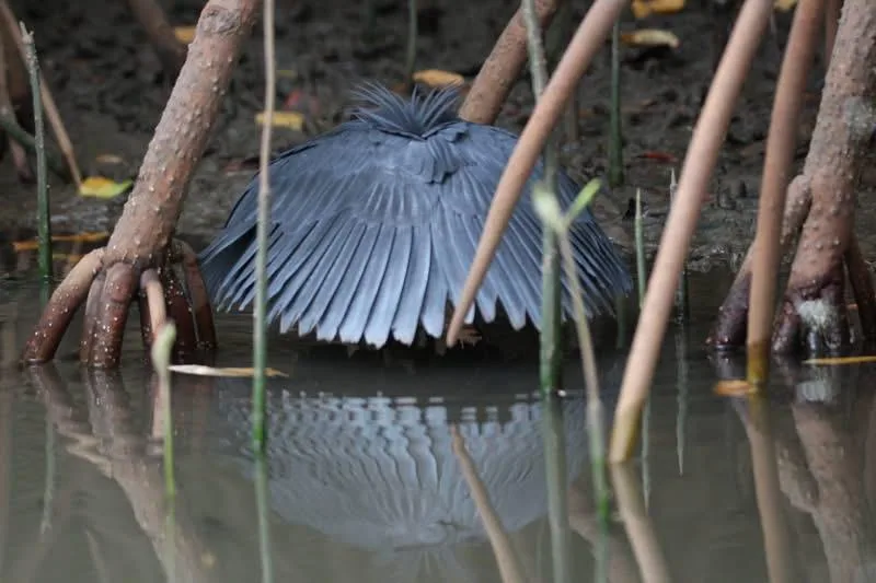 Black Heron