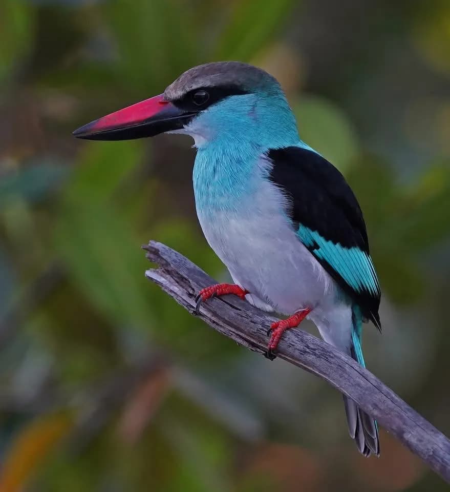 Blue-breasted Kingfisher