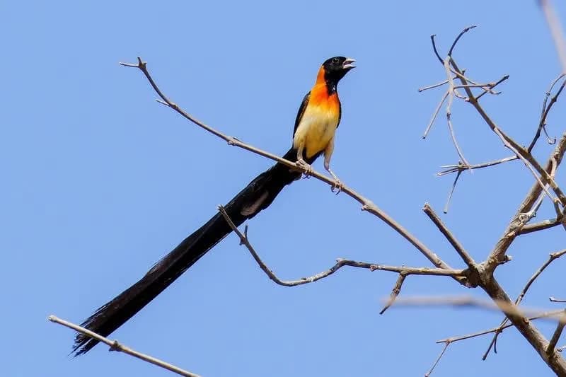 Exclamatory Paradise Whydah