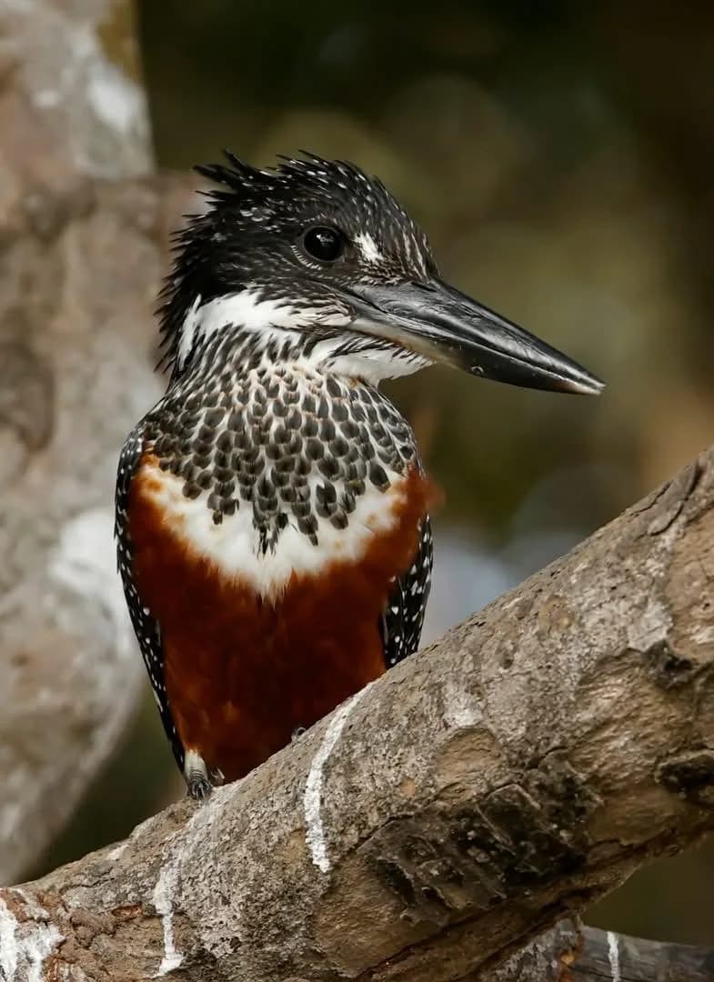 Giant Kingfisher