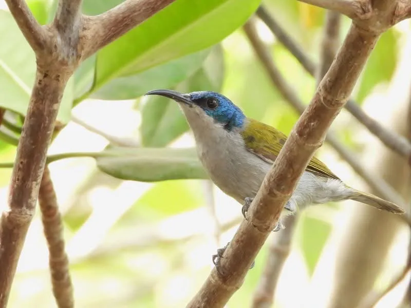 Green-headed Sunbird