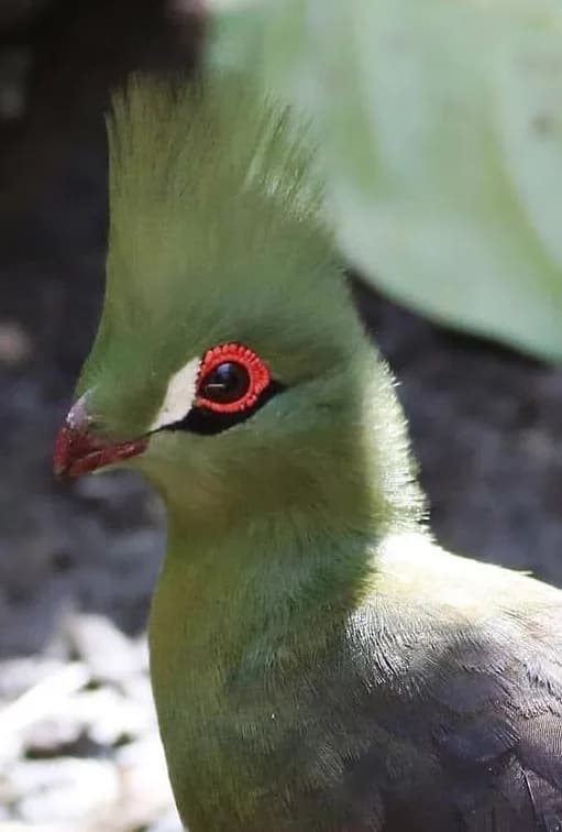 Green Turaco