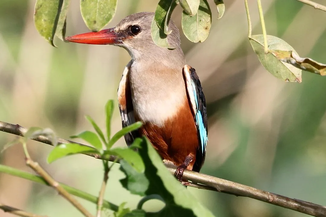 Grey-headed Kingfisher