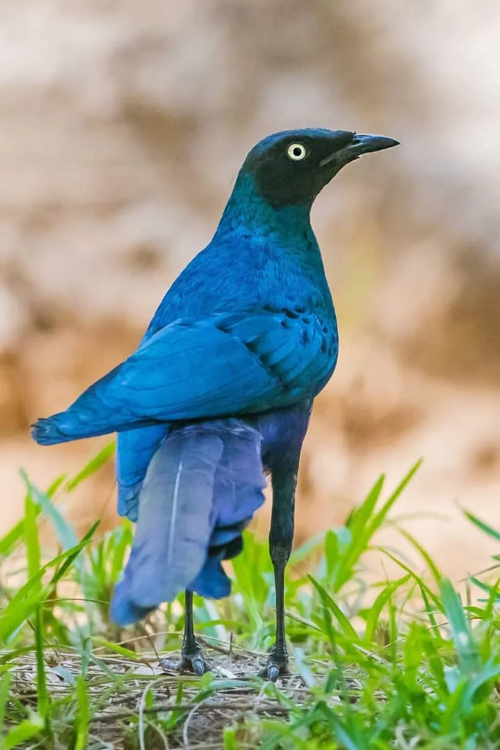 Long-tailed Glossy Starling