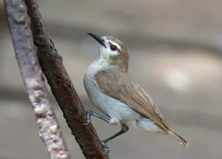 Mangrove Sunbird
