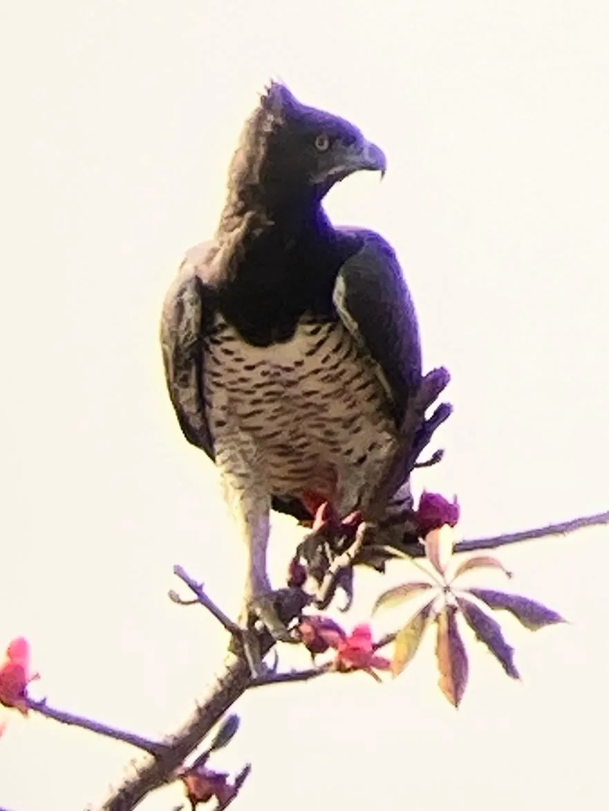 Martial Eagle