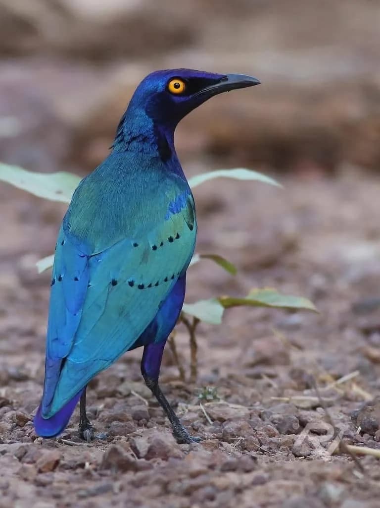 Purple Starling