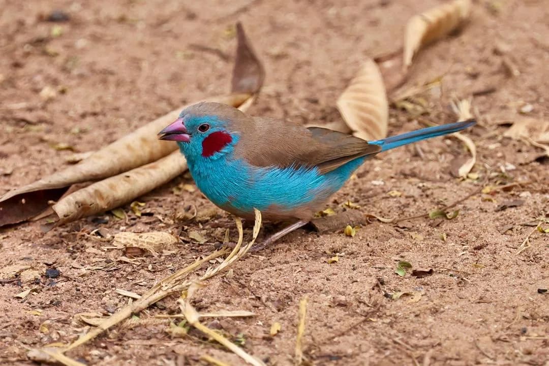 Red-cheeked Cordon-bleu