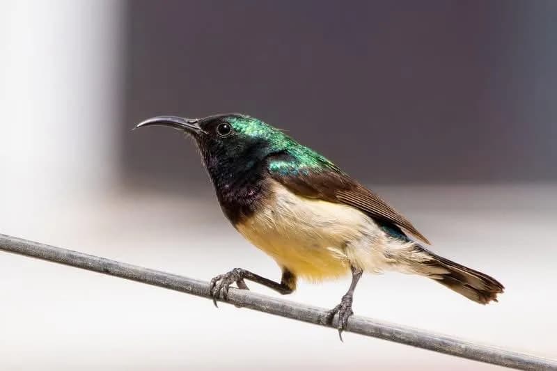 Variable Sunbird
