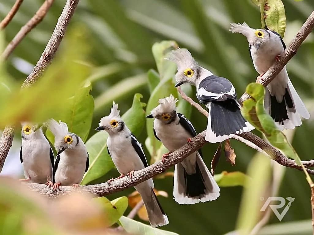 White-crested Helmetshrike